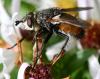 Peleteria rubescens